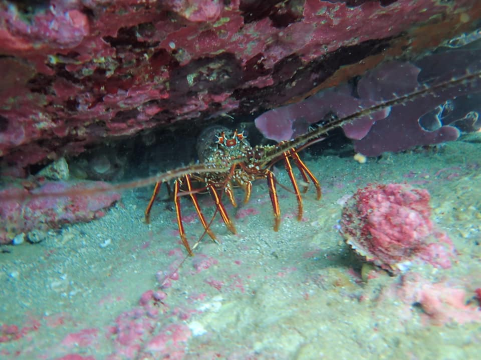 74984690_1700860900045424_7575828092552216576_n