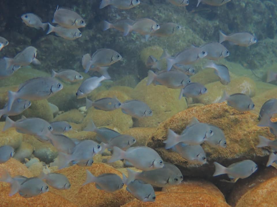 119565512_2033426256788885_83957259652776877_n