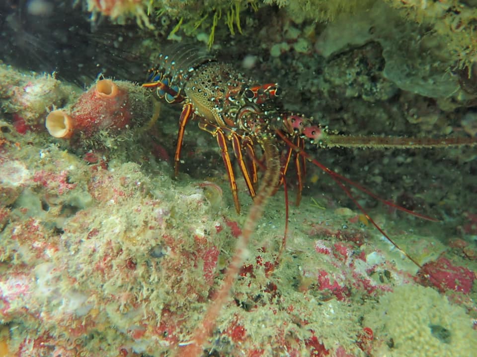 120019594_2035642353233942_6304867376736980825_n