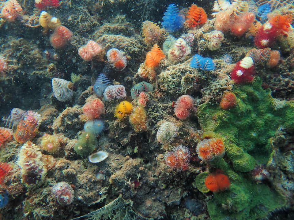 121449389_2062005847264259_5433166875646579676_n