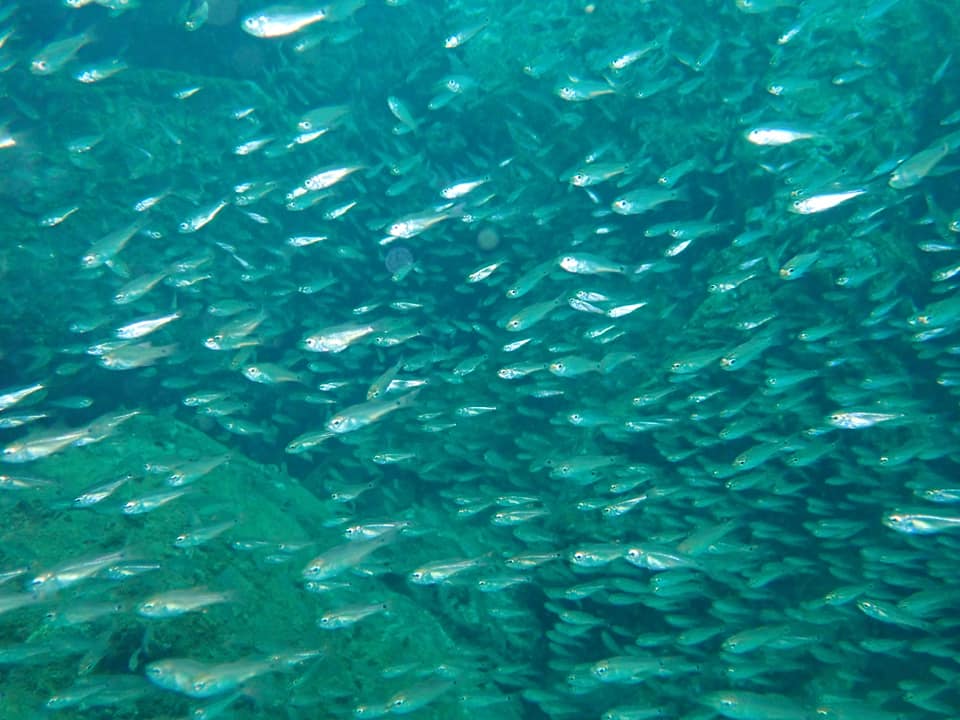 123541211_2079561018842075_4703189171825871420_n