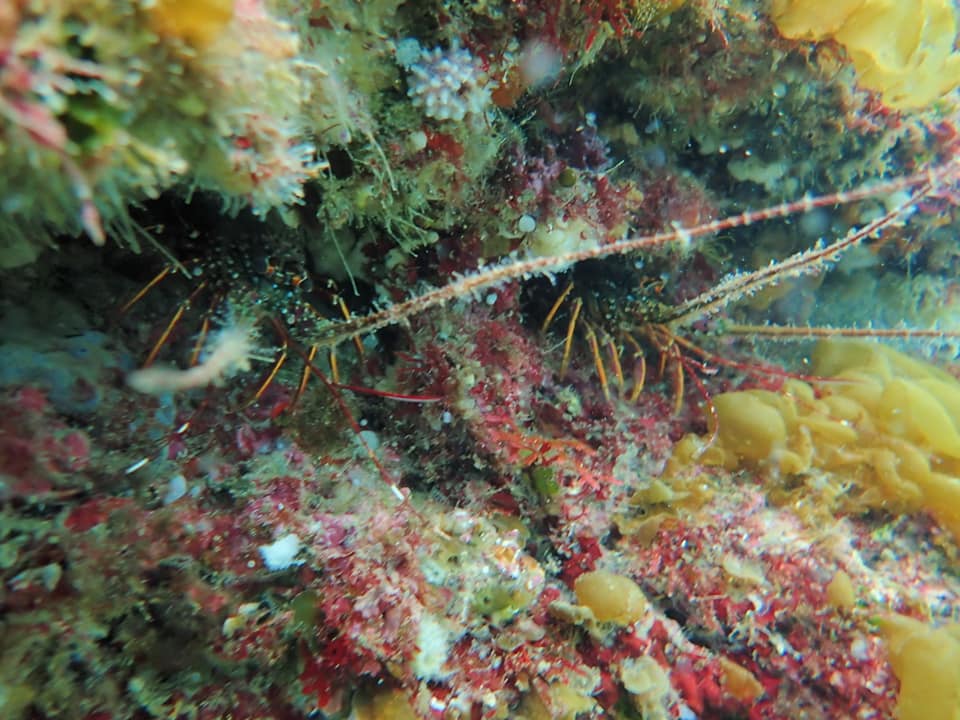 162844420_2214161272048715_4078142895358801797_n