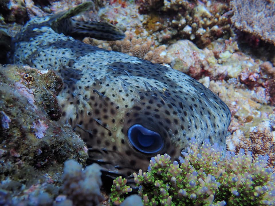 180700482_2252189354912573_1029911197971596499_n