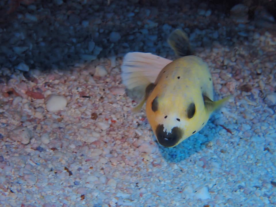 230617726_2336979603100214_178756418203439089_n