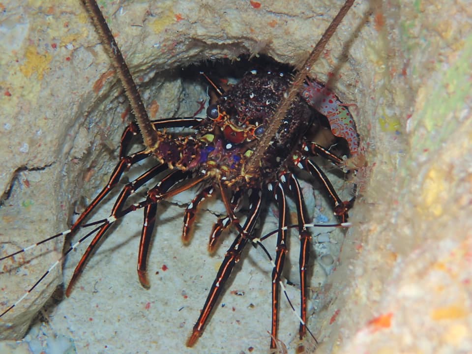 232785378_2336979519766889_8133263551414617793_n