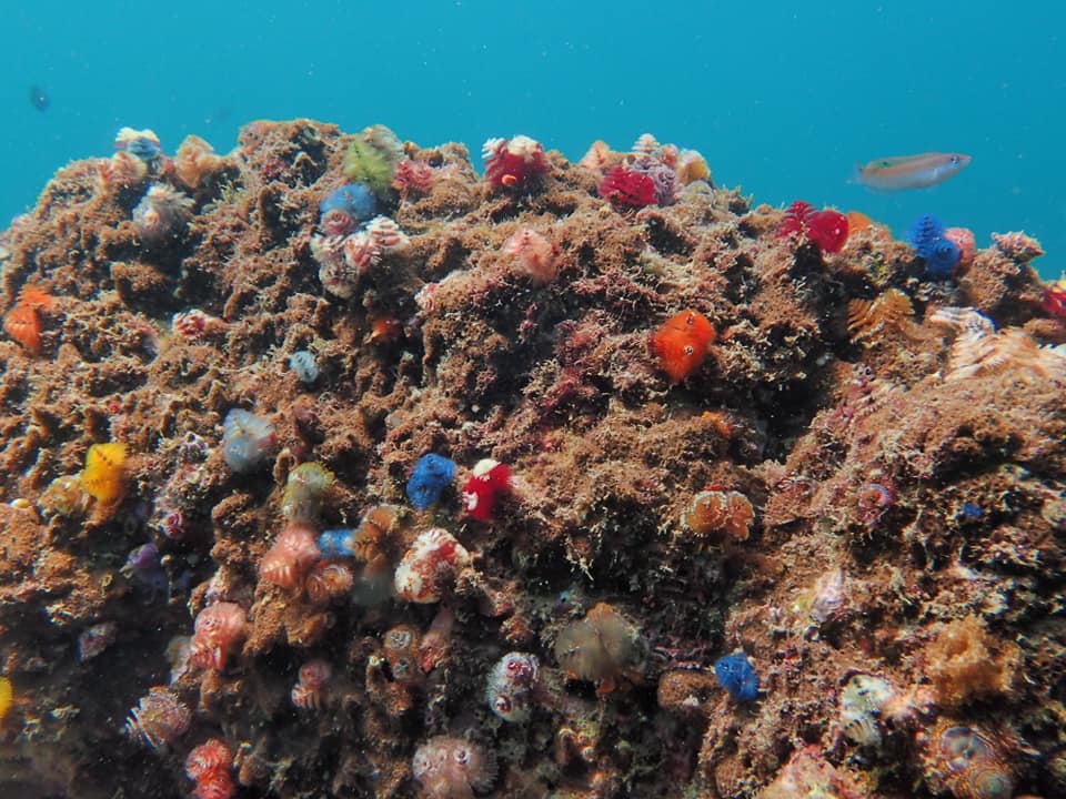 240944355_2357891931008981_4493364480204829224_n