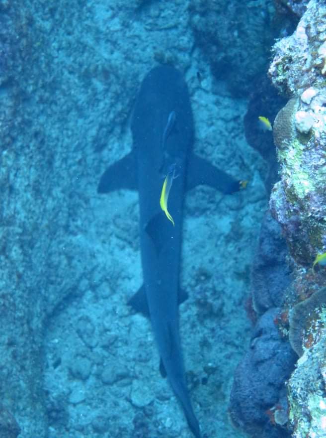 received_618083782505648