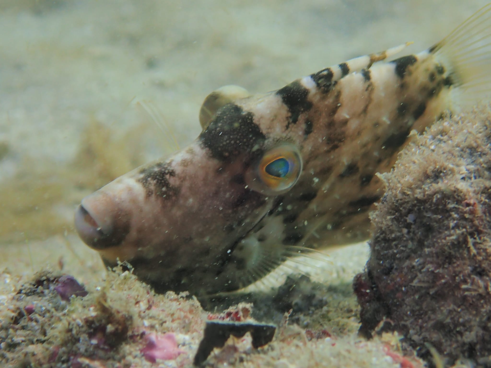 263707451_2433957940069046_2030615425811806975_n