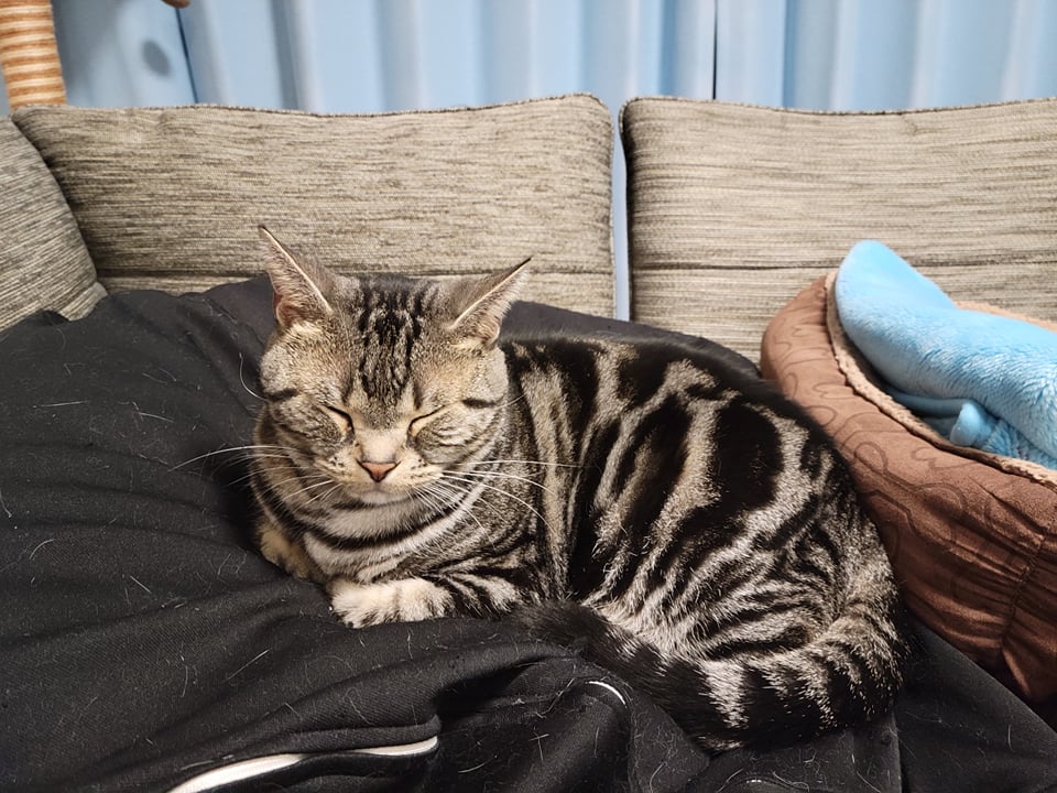 271390985_444644730666193_1837186790667193674_n