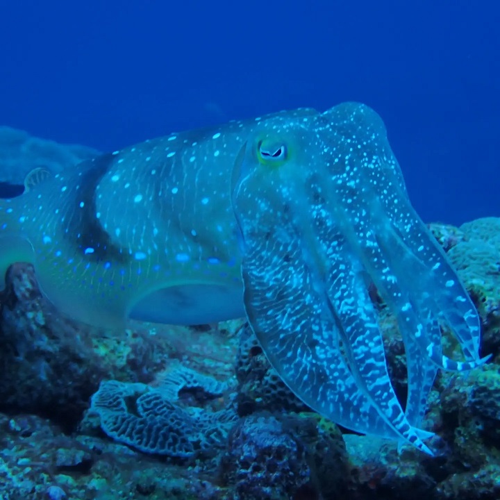 コブシメIMG_20220505_221551_058