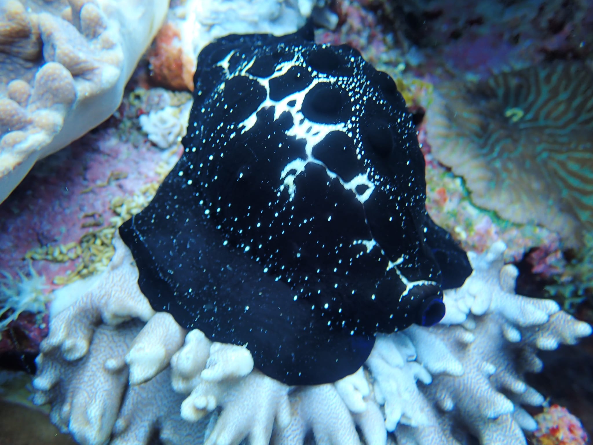 279556927_2559081427556696_2890810567653936564_n