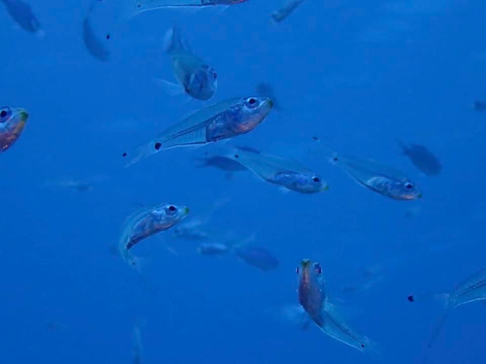 280092820_4695257260601738_3057177108826945567_n