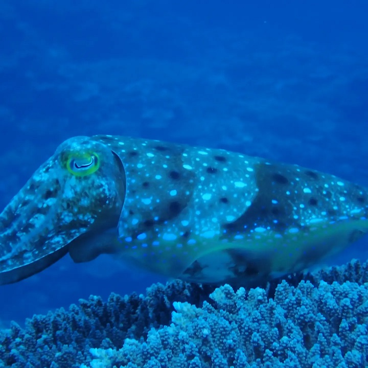 コブシメIMG_20220505_221550_914