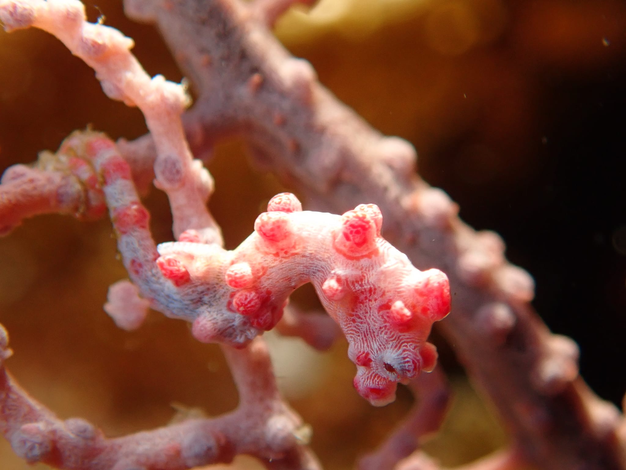 298395562_2640619872736184_2520953903412699798_n