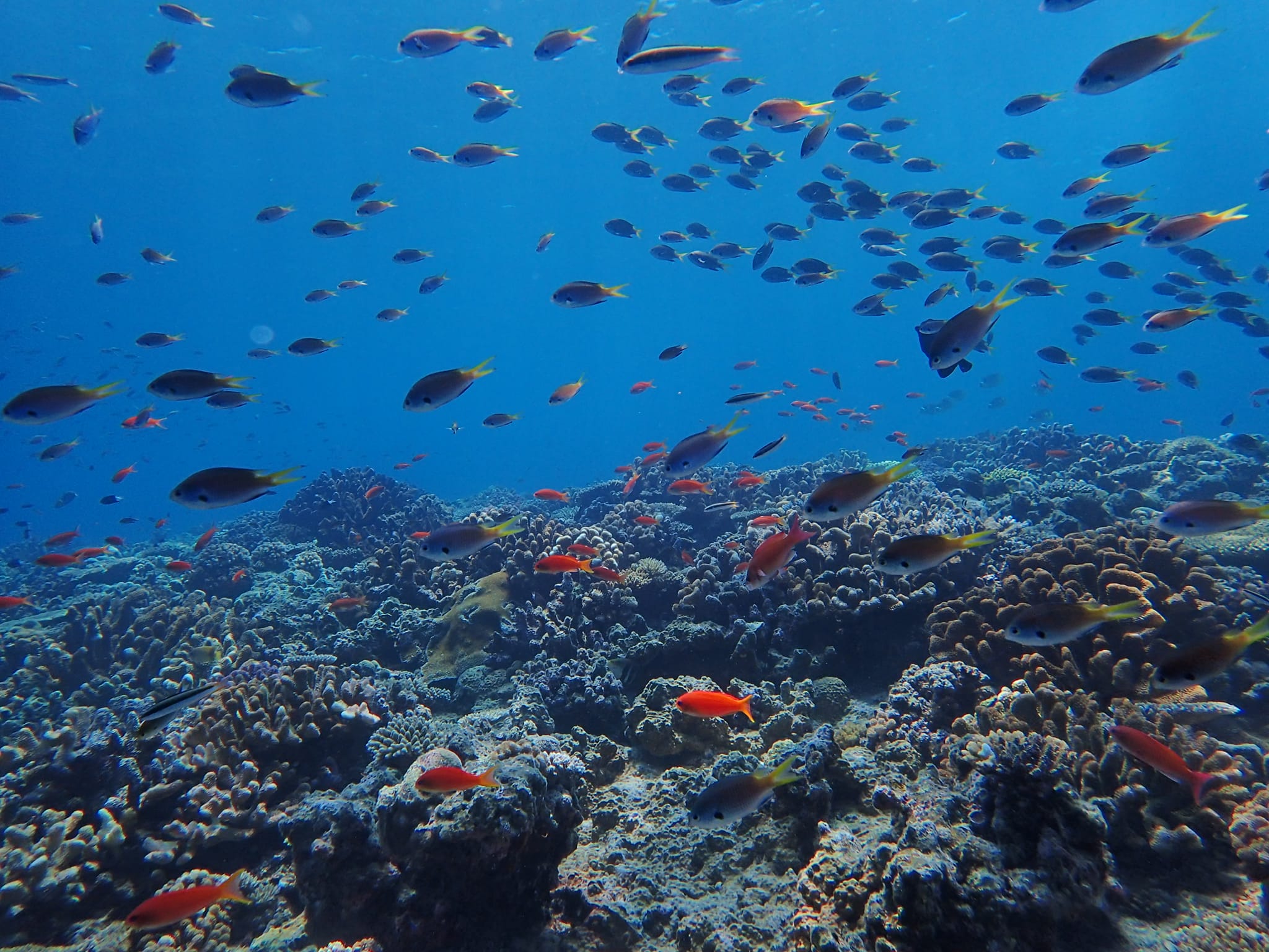 298743206_2641307739334064_7659582495075922428_n