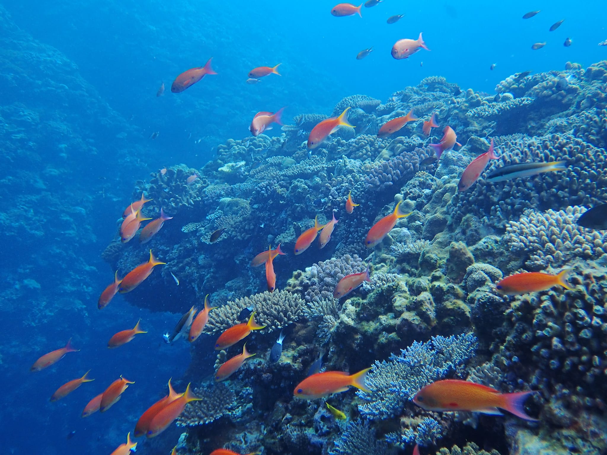 299187294_2643882349076603_3454302994252413905_n