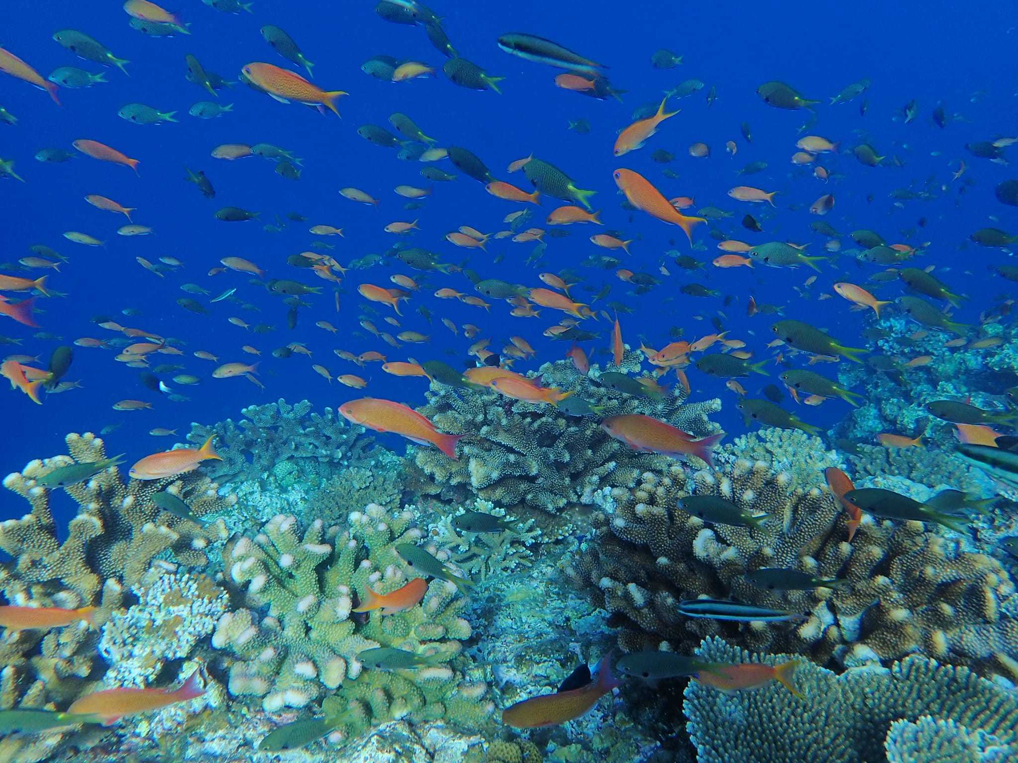 299813758_2646321395499365_4471784219607517847_n