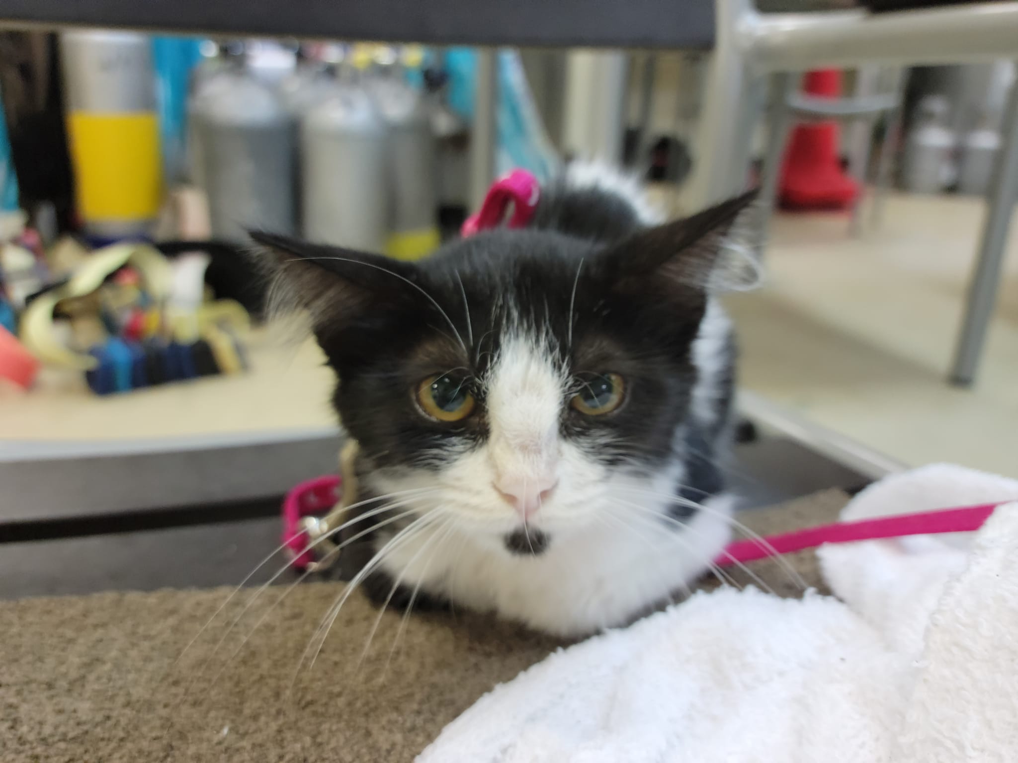 301178024_2652720148192823_4681526941897662941_n