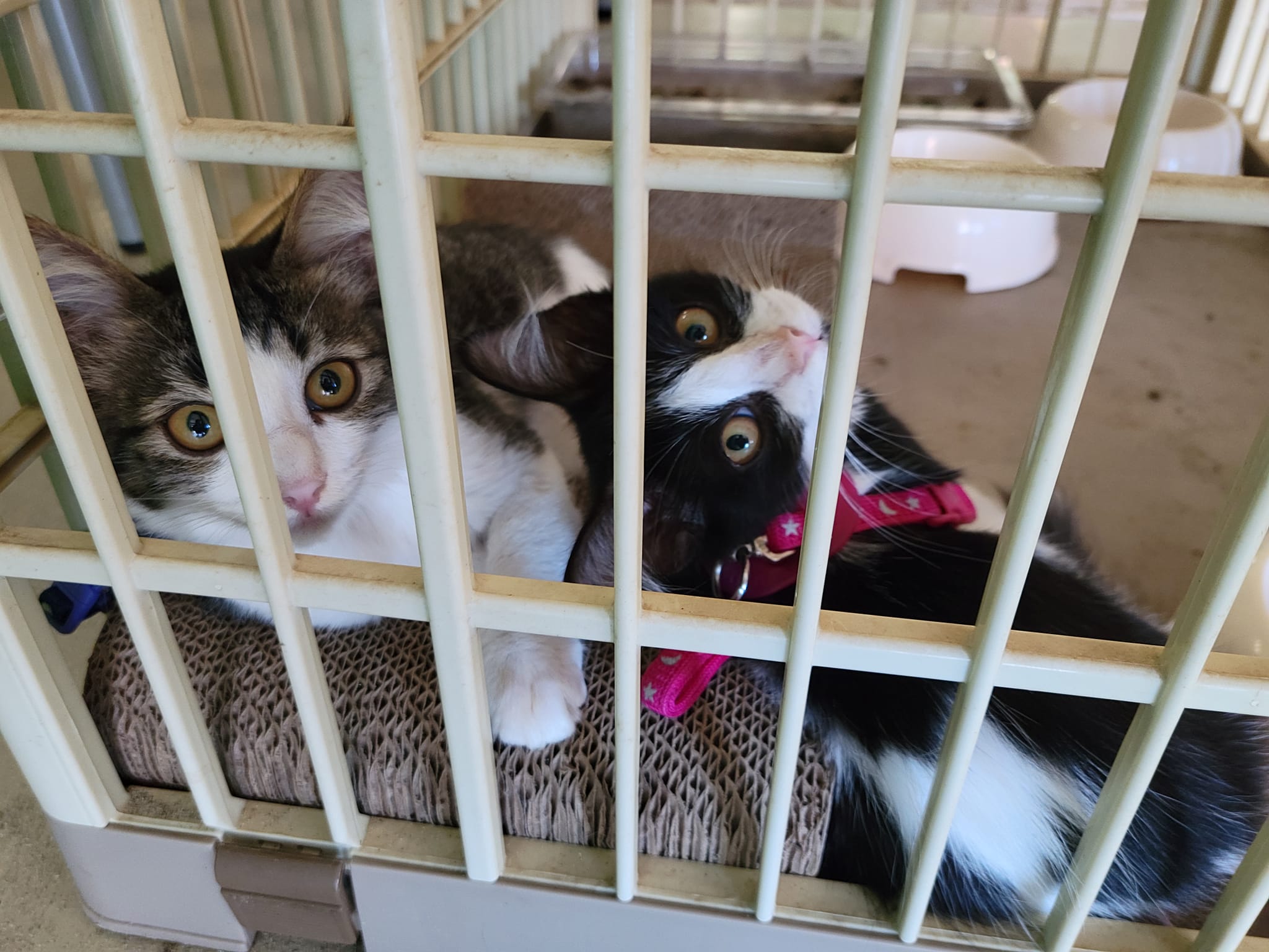 301377205_2653445698120268_200024676688175328_n