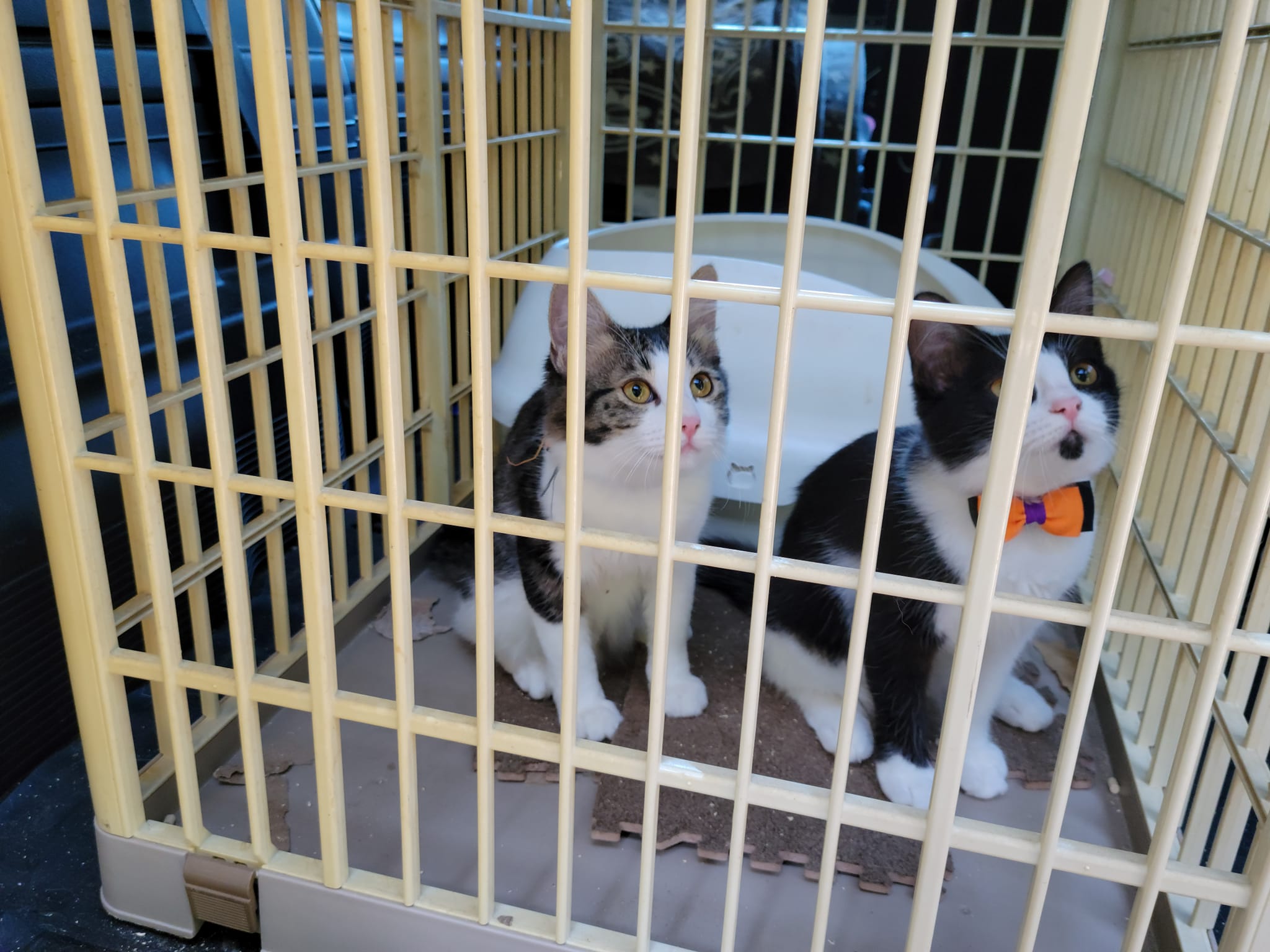 311574602_2702194113245426_1064766388119298264_n