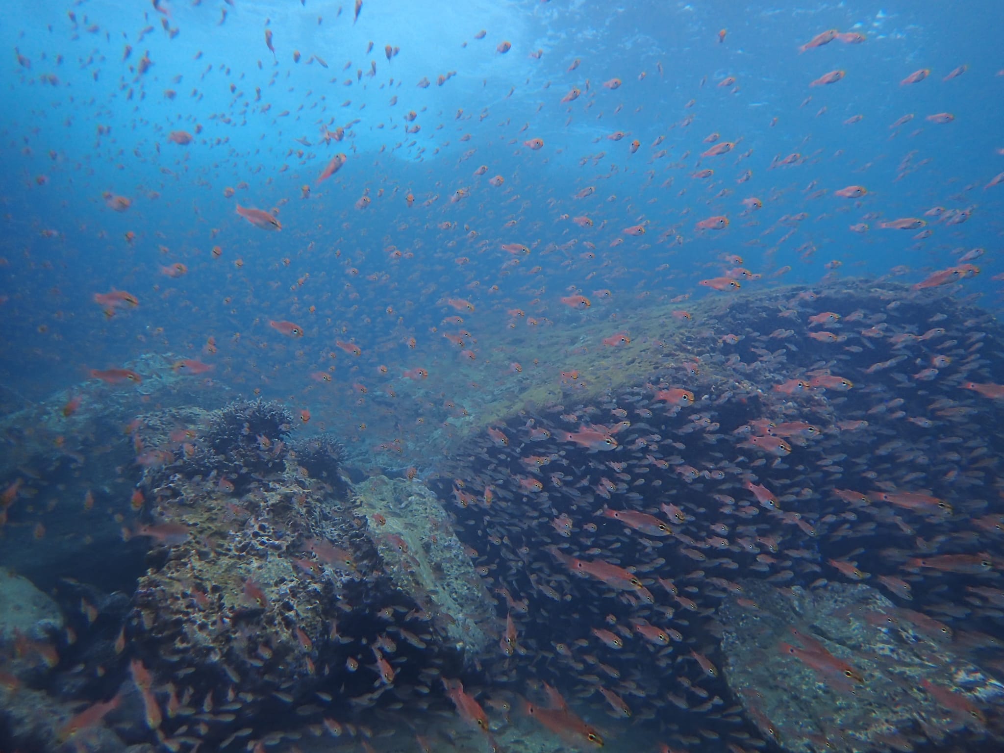 325355578_736233444263657_6908899950015162300_n