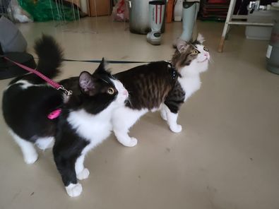 325359230_868306471110569_7042306555128550915_n