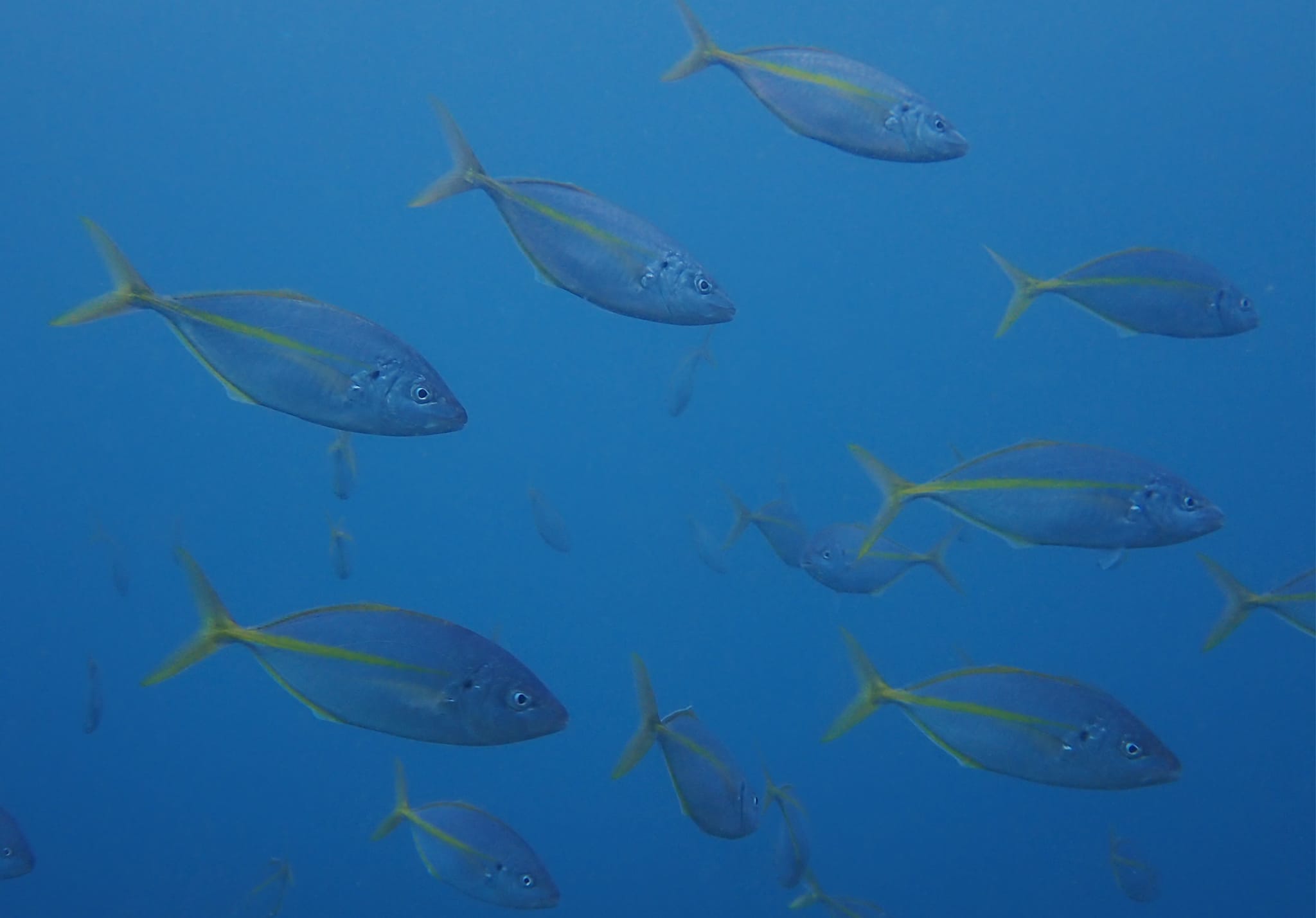 325393358_509656541271659_908408153298923817_n