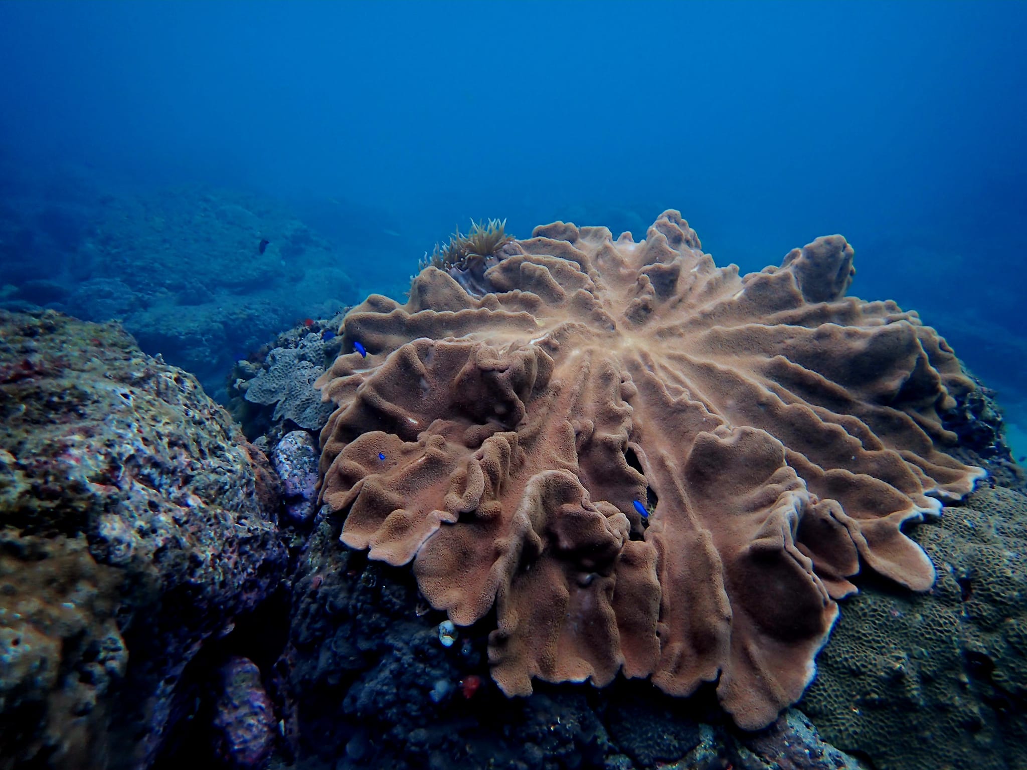 326141187_663901508825048_6899090386325509697_n