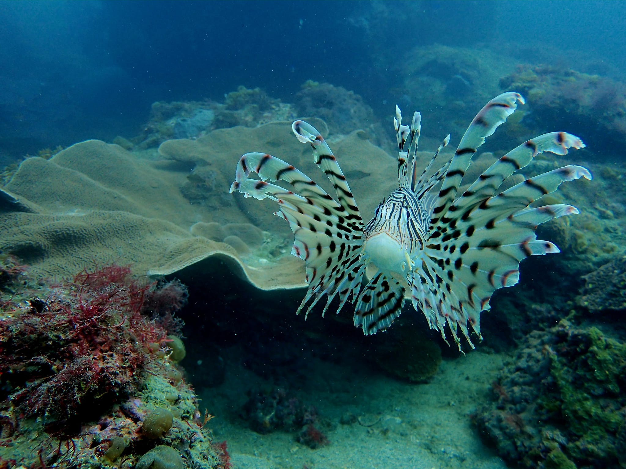 337869288_1255938555305088_233353938669187032_n