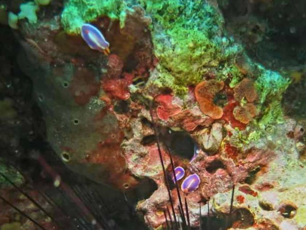 FB_IMG_1680408348539