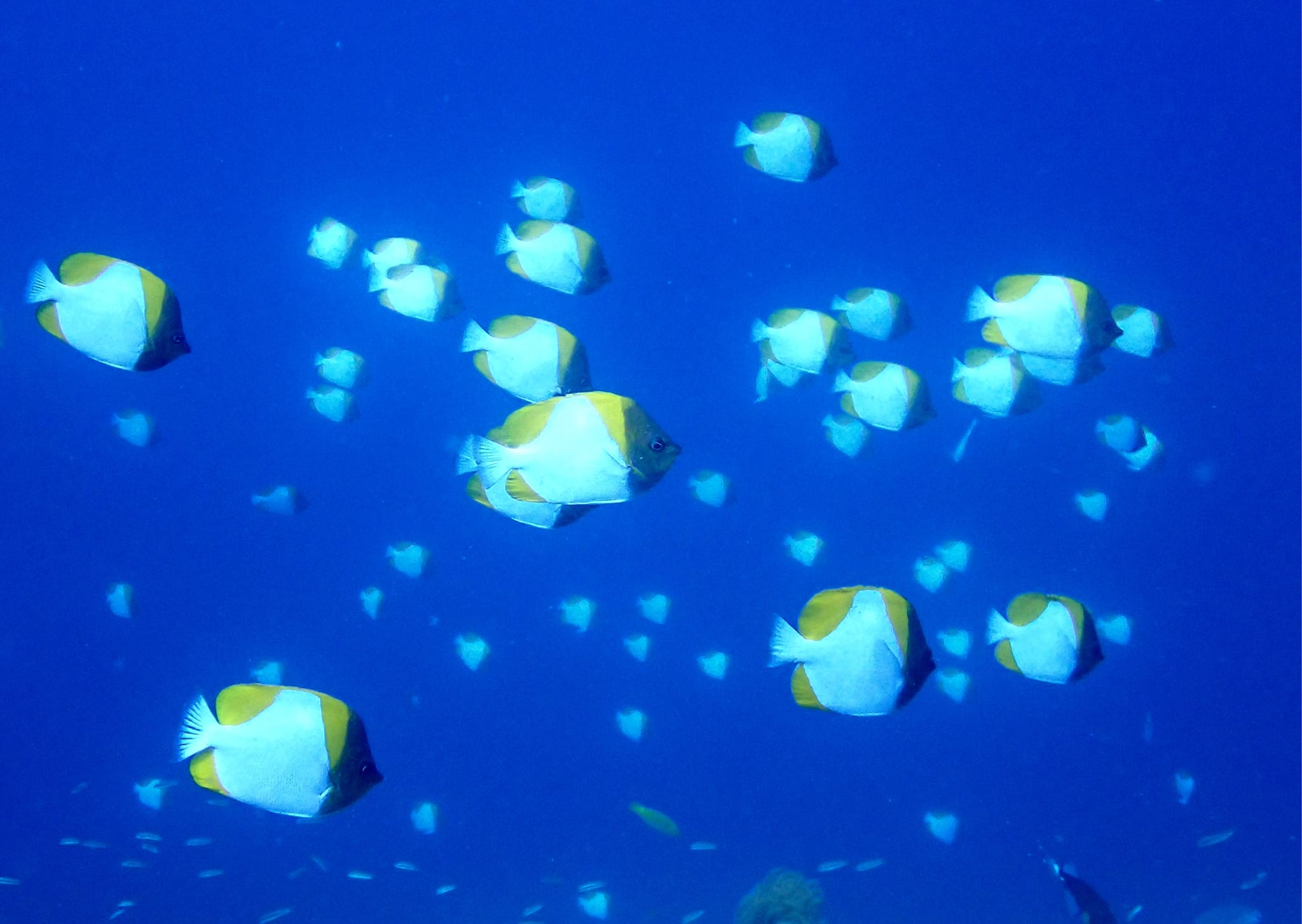 368250728_2961269664004535_5424345027915538712_n