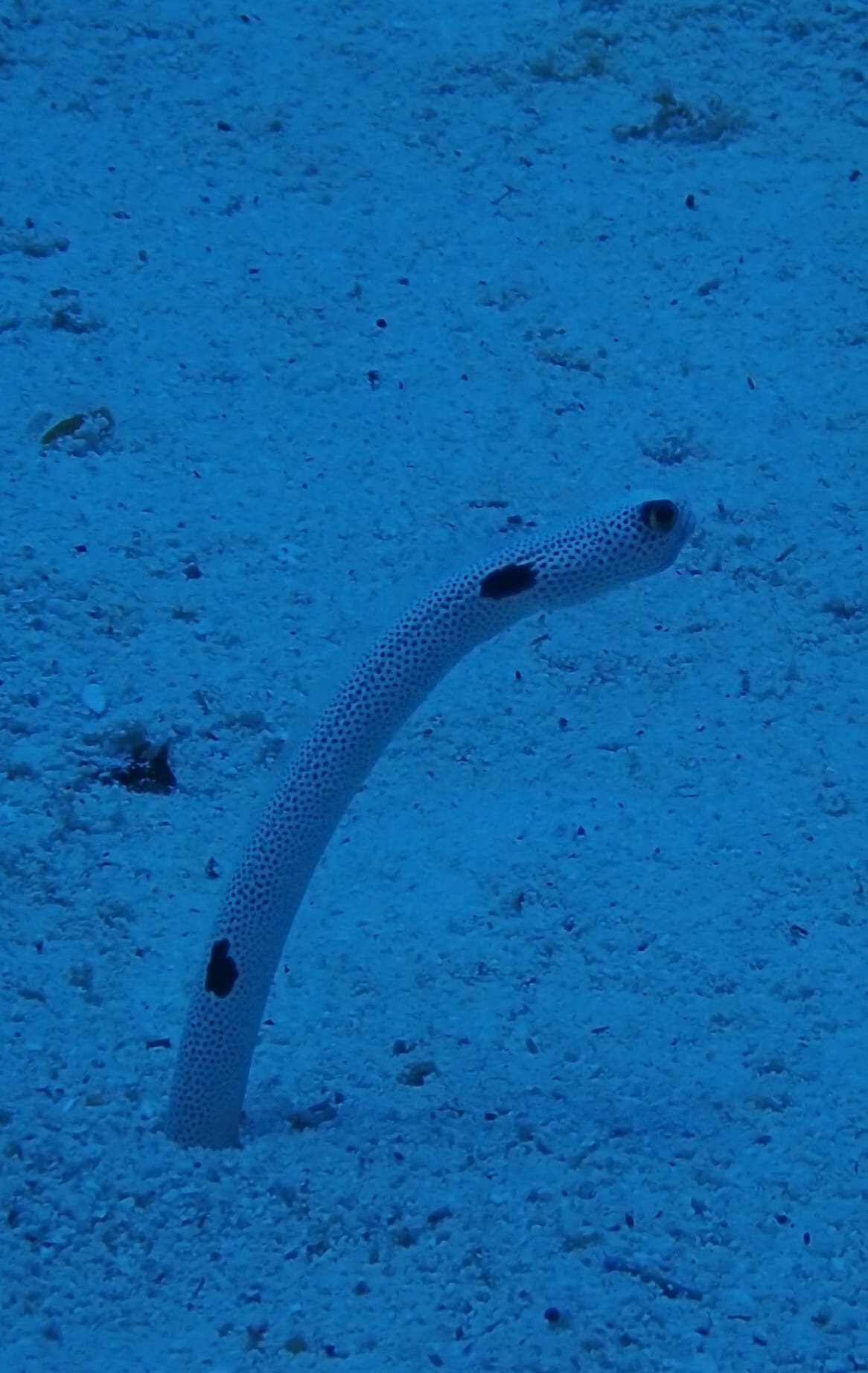 368703657_2964503323681169_3949915366791906813_n