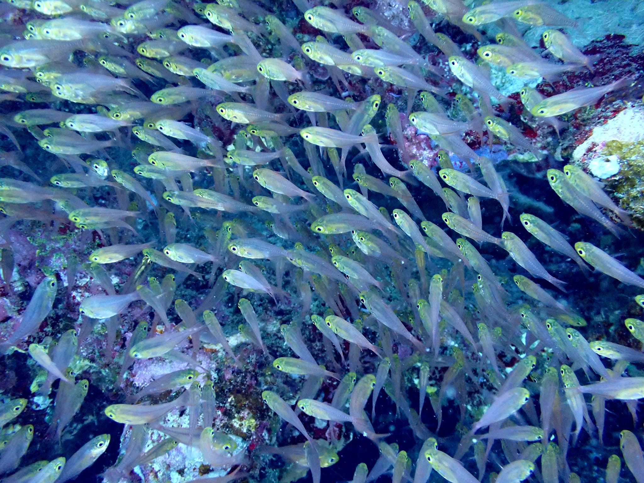 438100247_3149073705224129_4799292621628176175_n