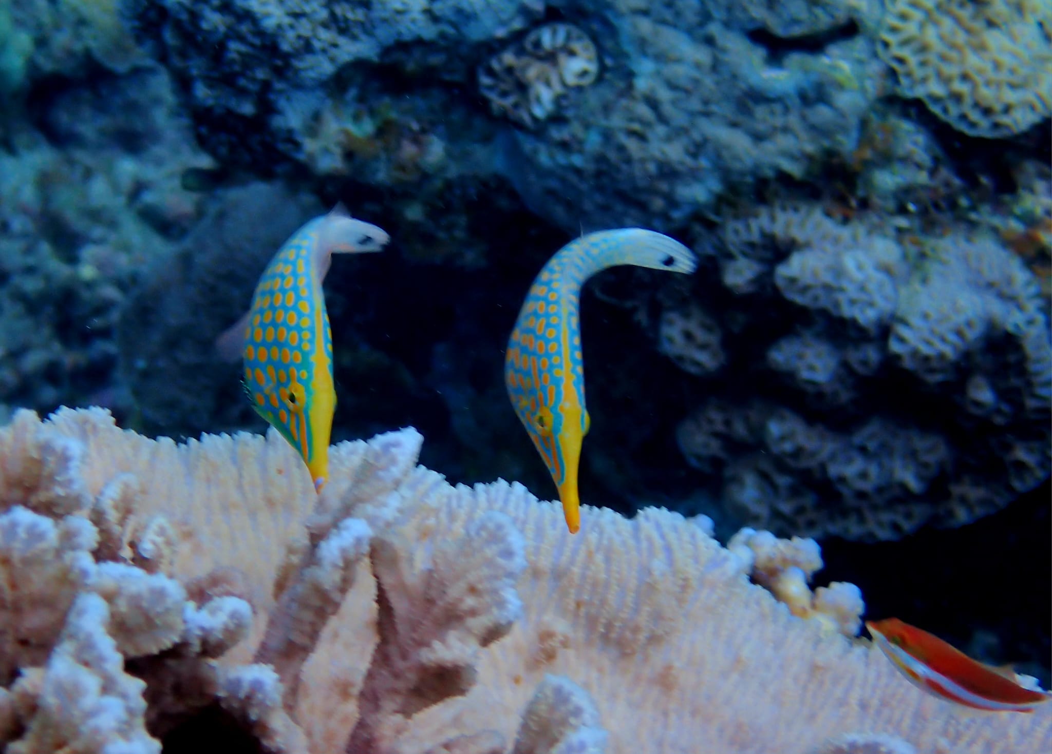 438162360_3149071285224371_3929189177635819797_n