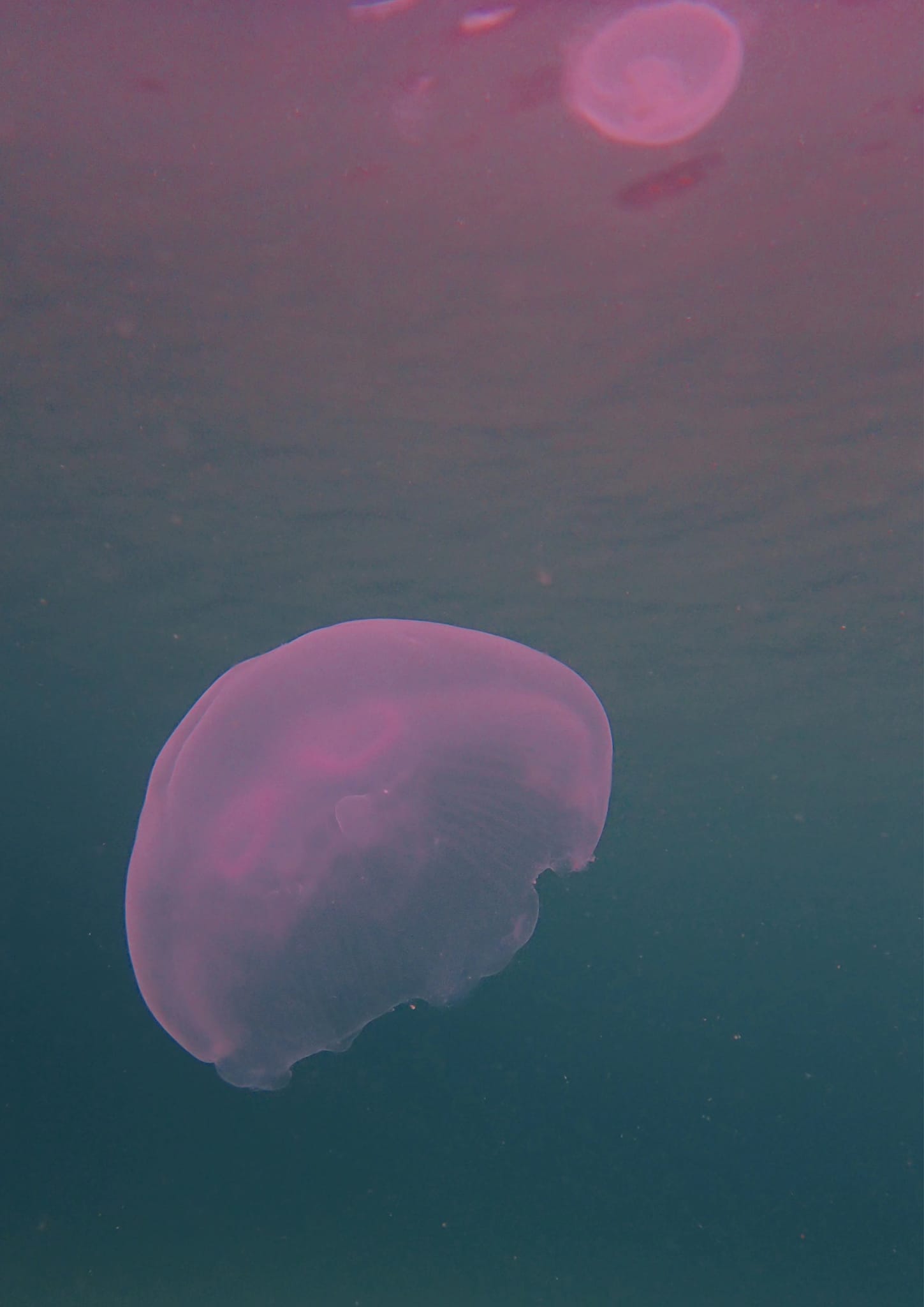 443734156_3158393444292155_5790695637056763592_n