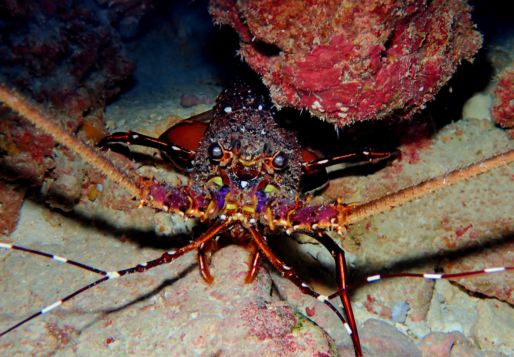 454500102_3229188883879277_2955011881561803218_n