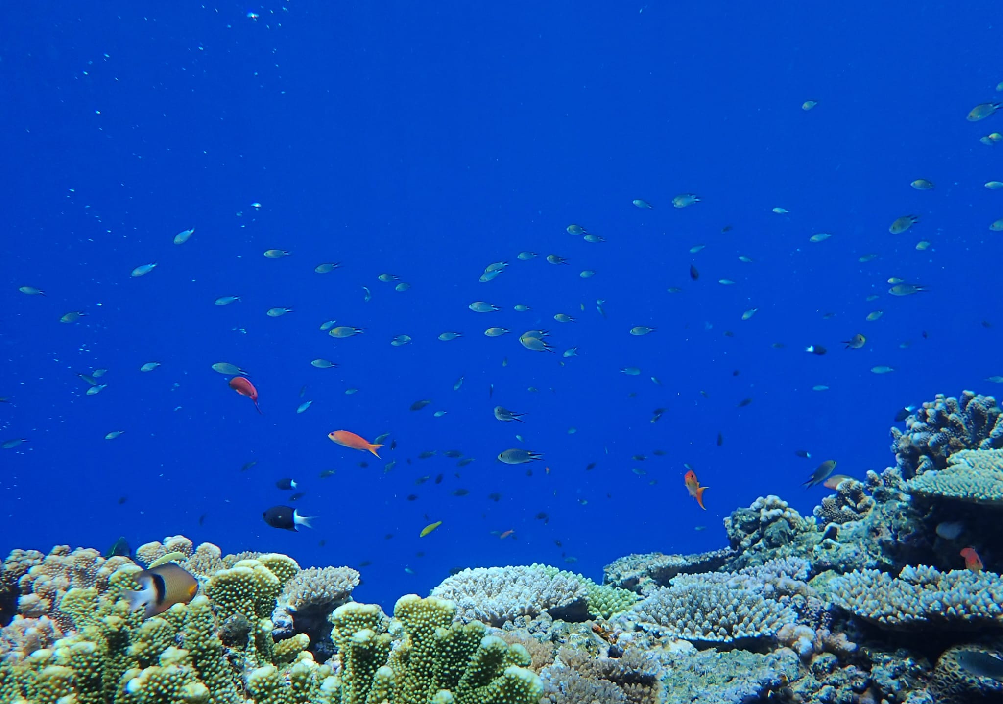 454637304_3231058493692316_6007129558899602316_n