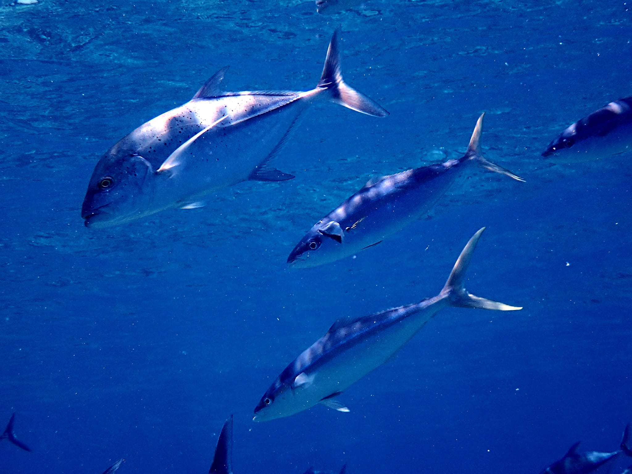 454779885_3232948523503313_2391032563273597992_n (1)