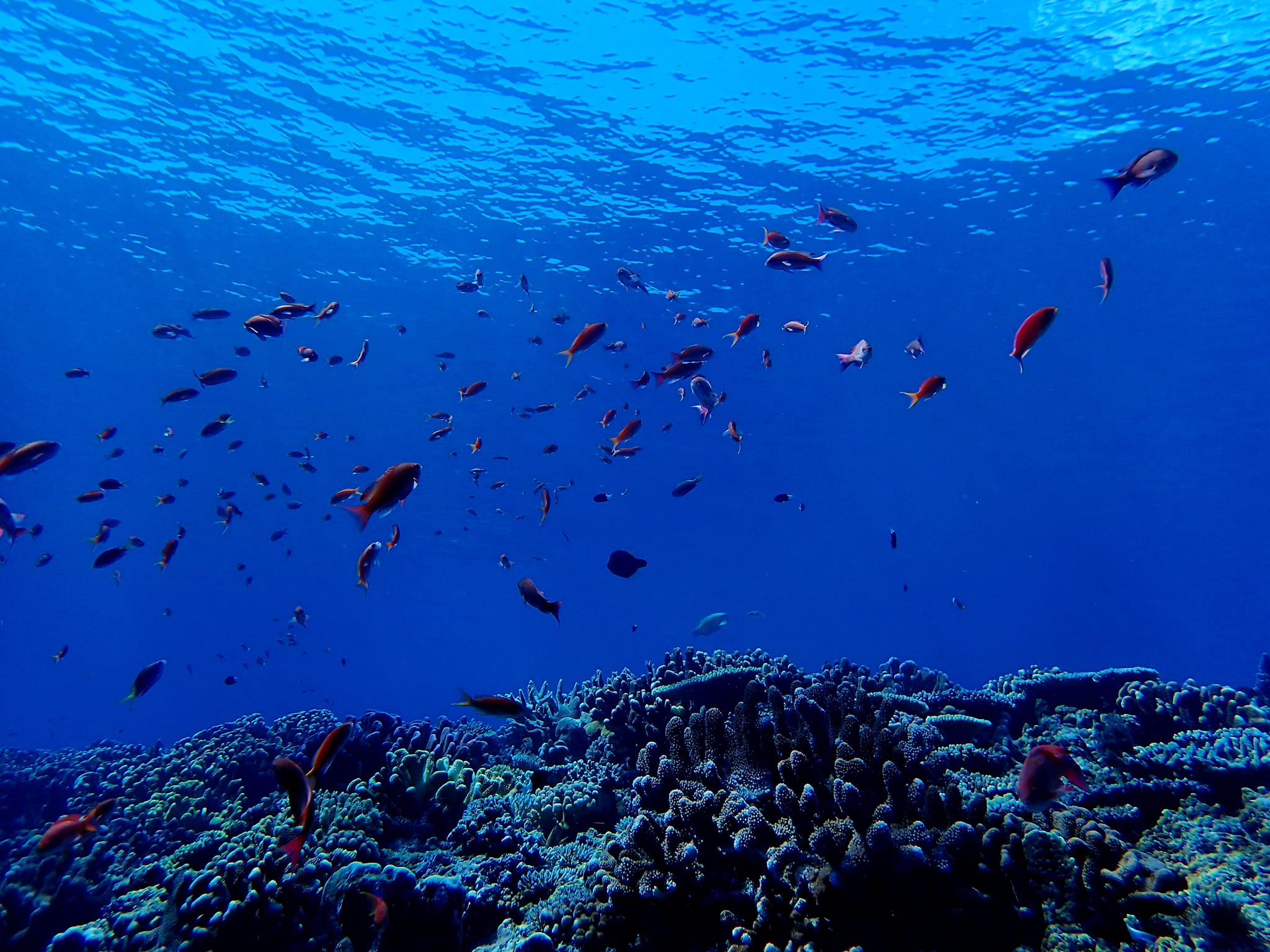 455093039_3232948603503305_1305622634025138551_n