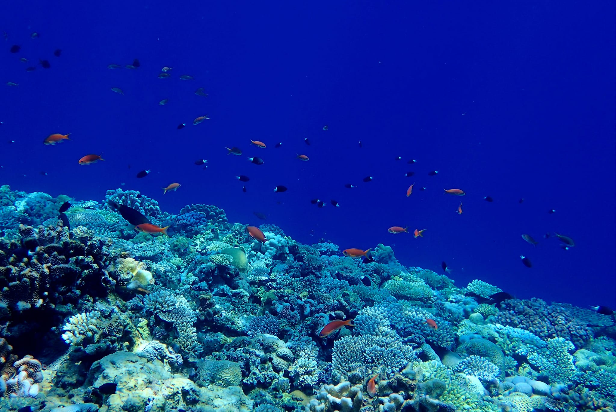 455277165_3234031786728320_1080831385317432813_n