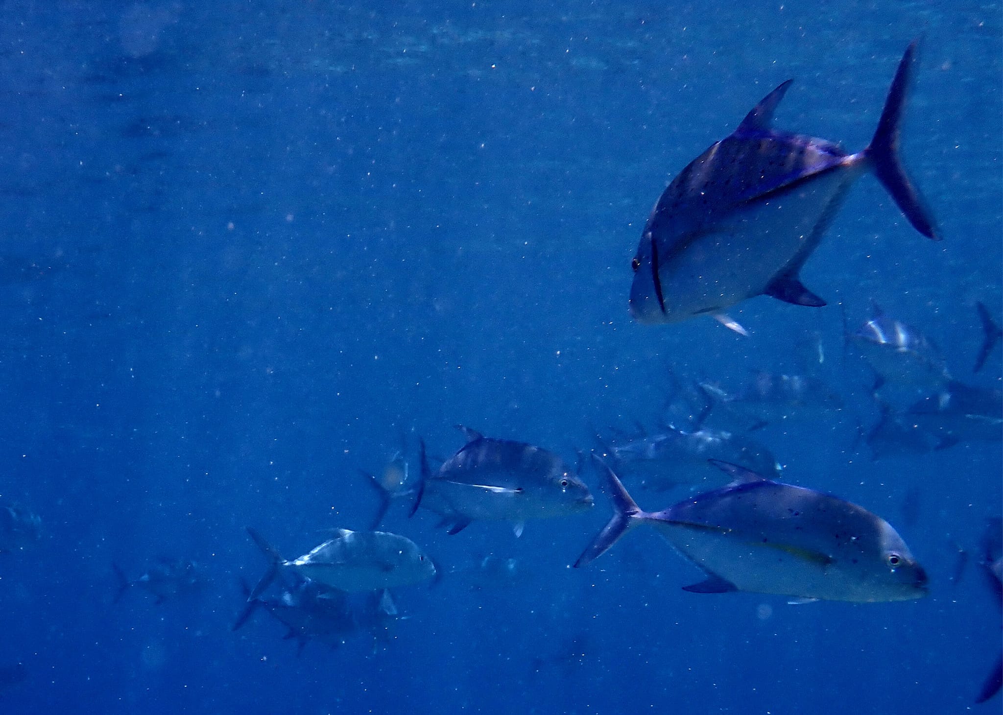 455287975_3237030479761784_3903209752984799066_n