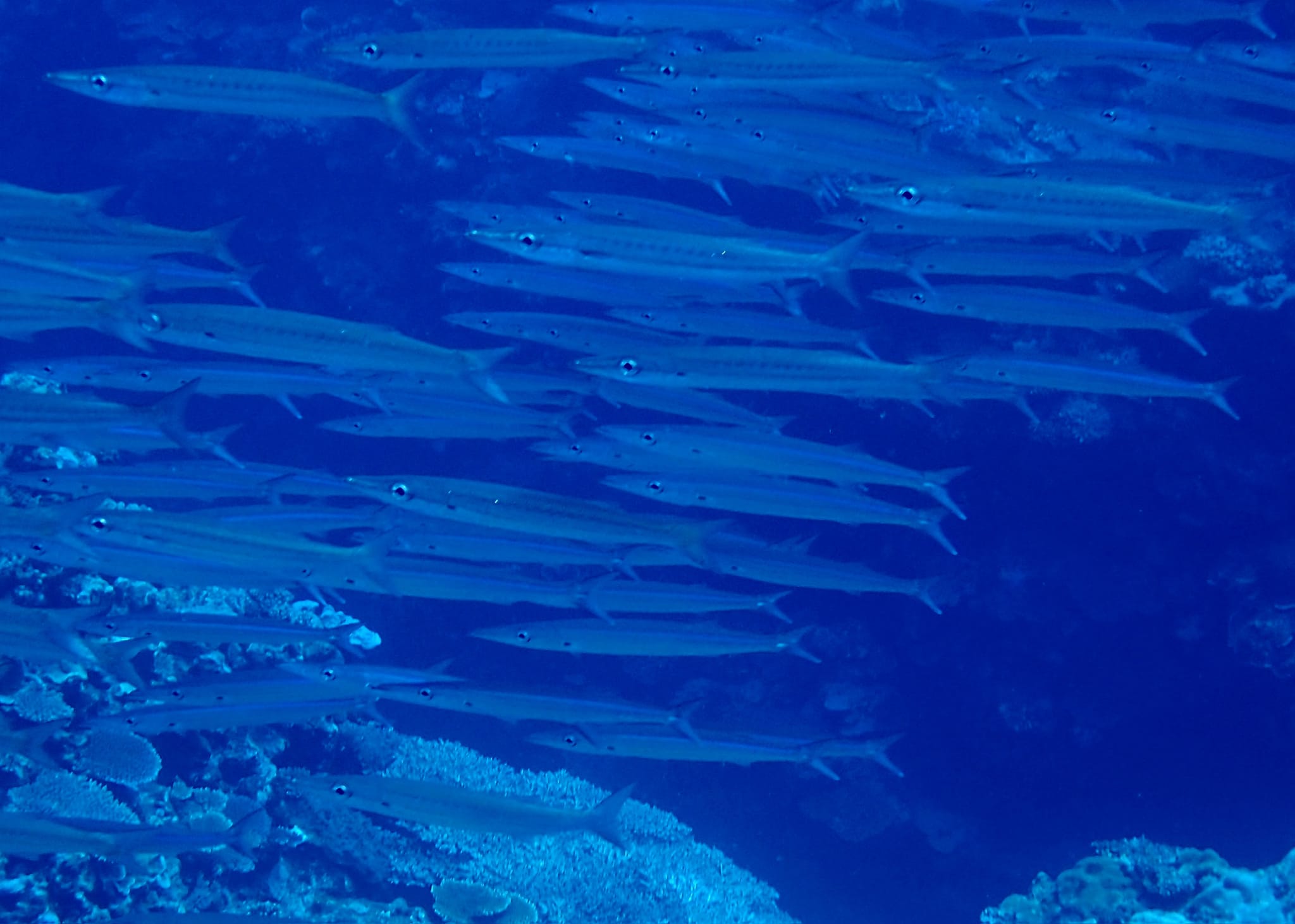 455306567_3235055473292618_3736611456907838873_n