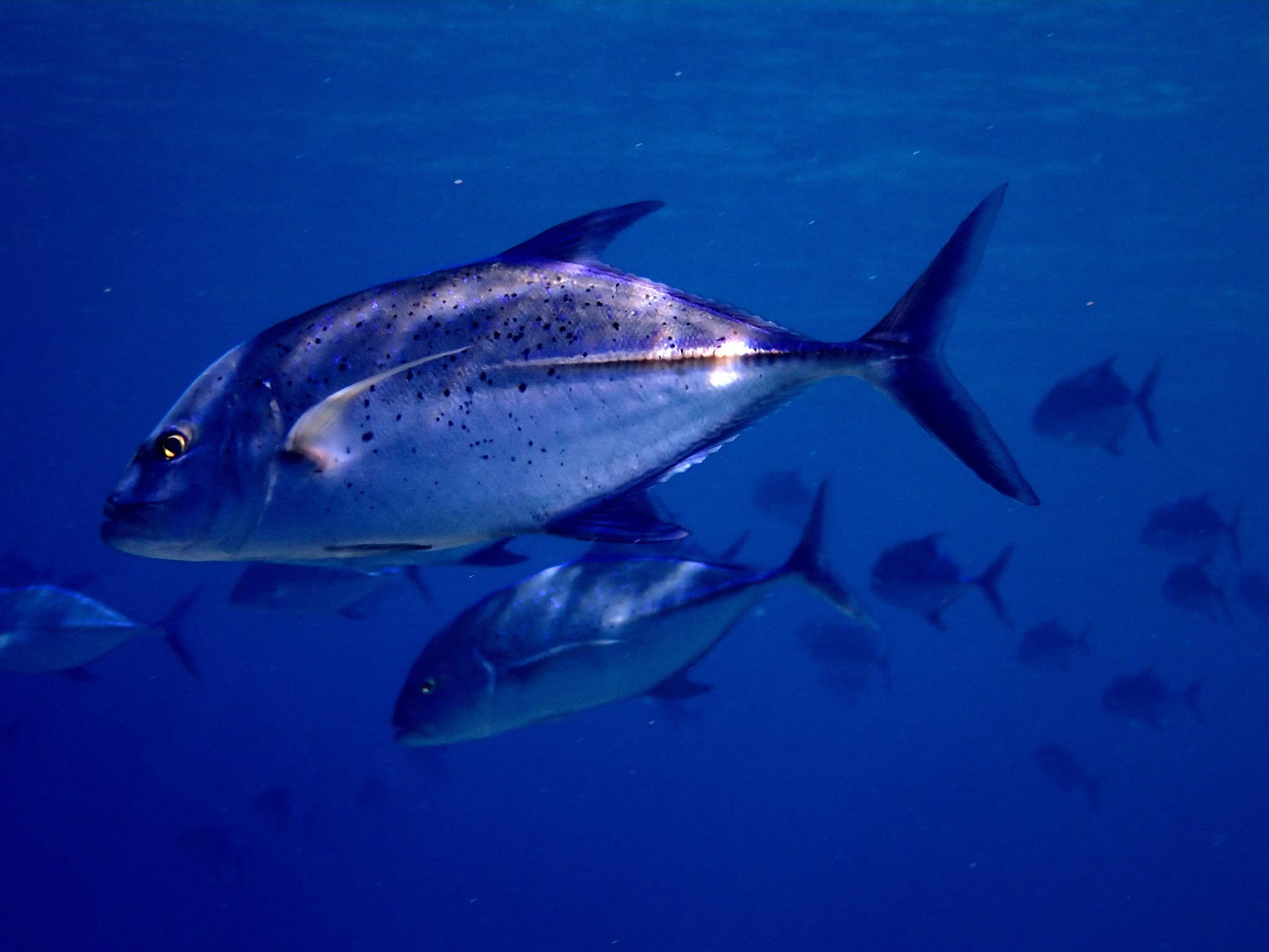 455358717_3235955046535994_7175346643326082430_n