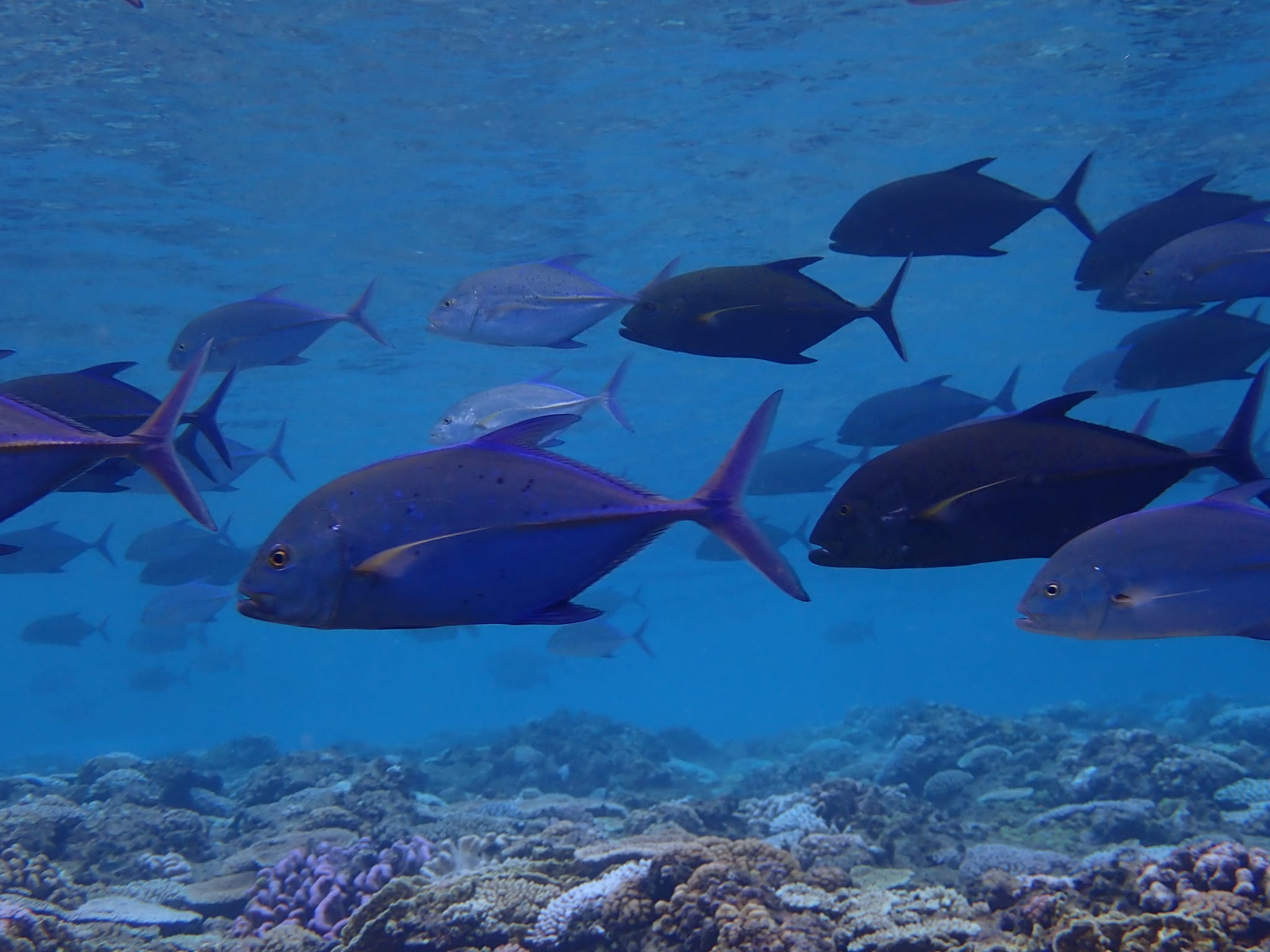 455603000_3237030806428418_7188011219706508913_n