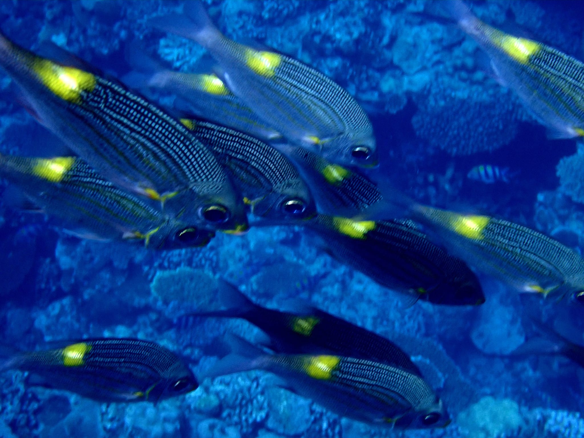 455761965_3235955283202637_4171023621760583496_n