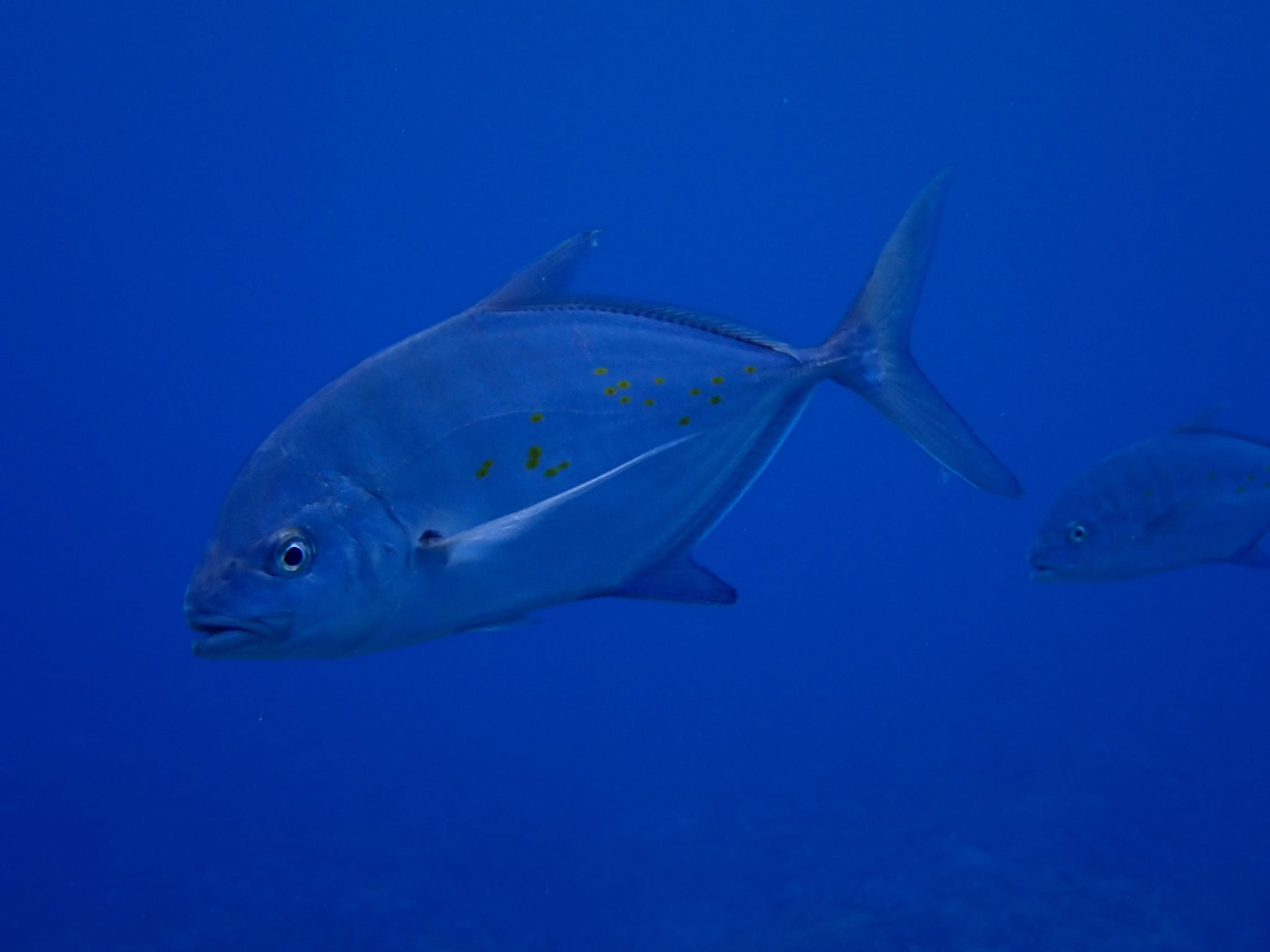 455855084_3237030689761763_6503784112585771480_n