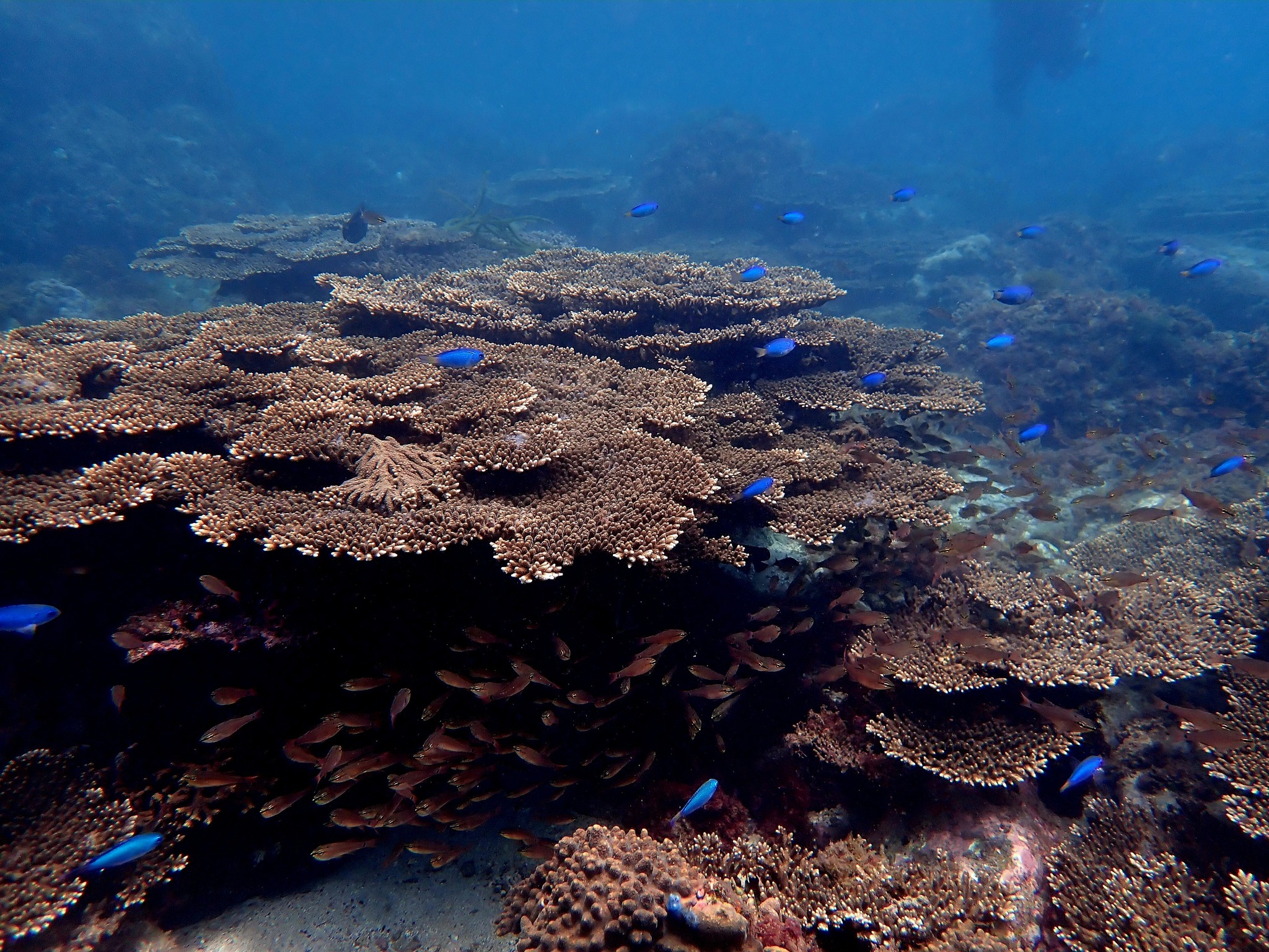 520318149_3623680514430110_3679356767467511069_n