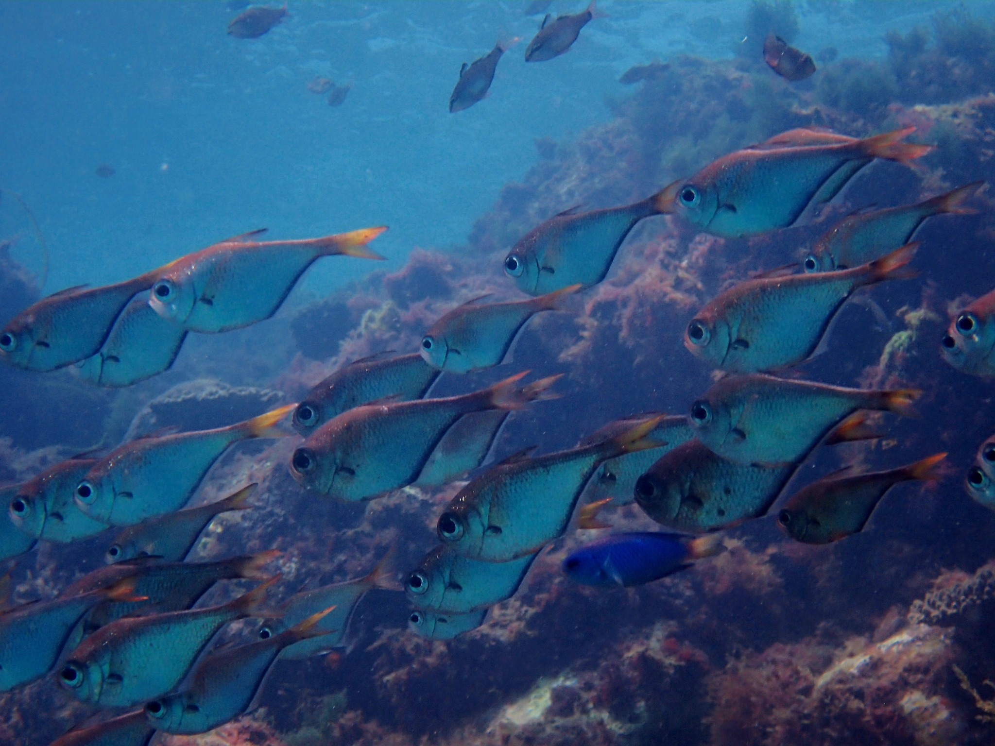 522729790_3623680381096790_4937030480929437691_n