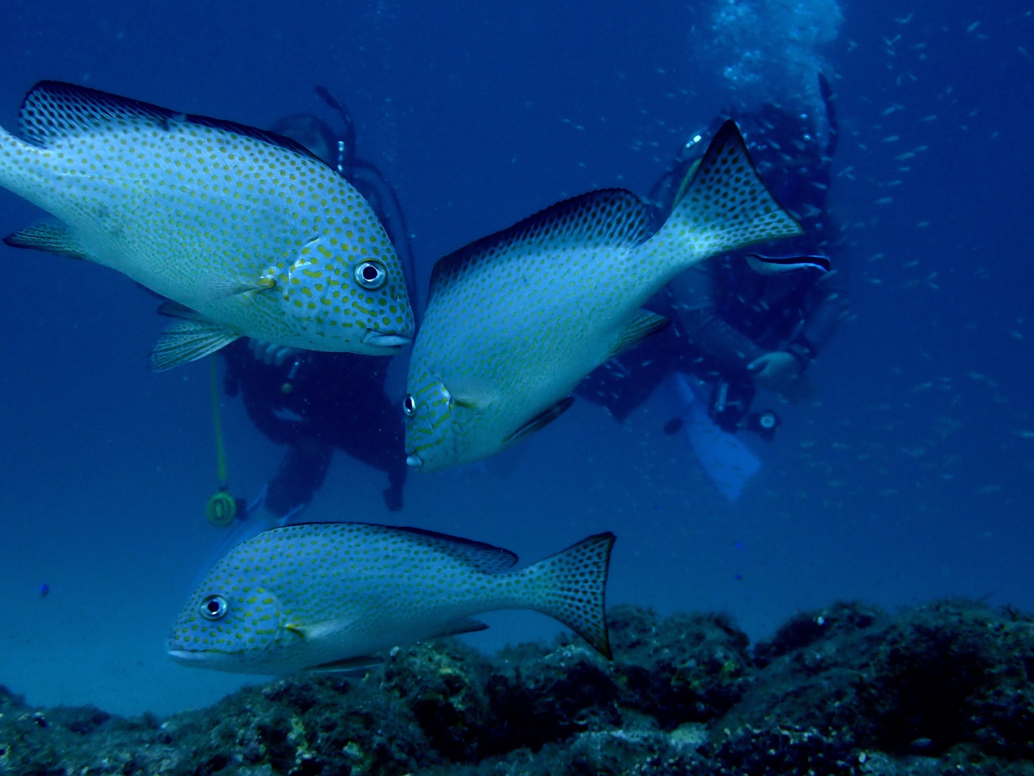 524509487_3629571817174313_7032598085987604052_n