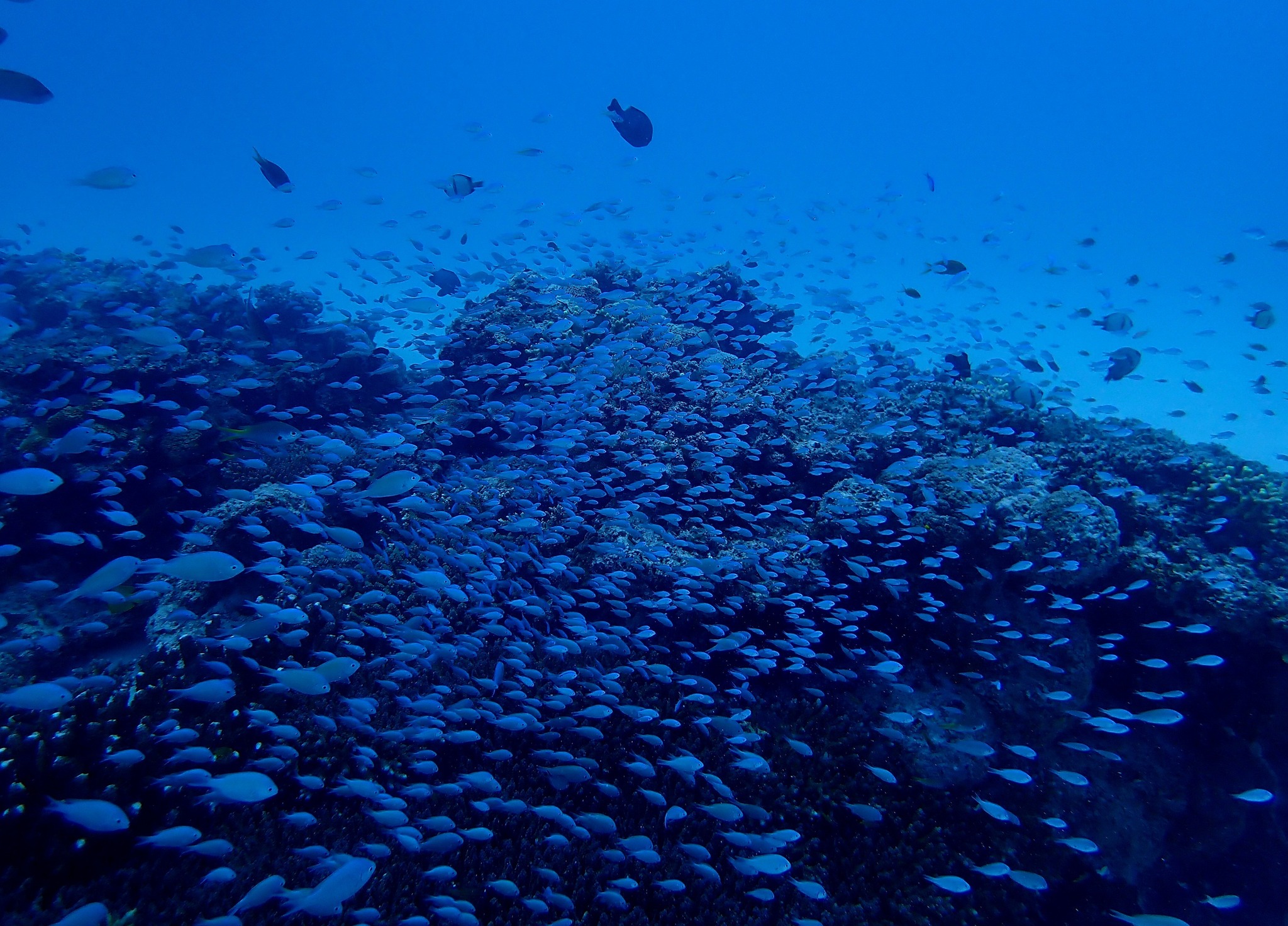 526515031_3637745239690304_2895669678876535959_n